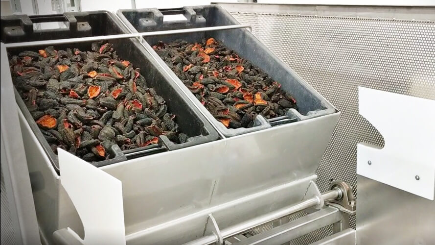 sea cucumber grading