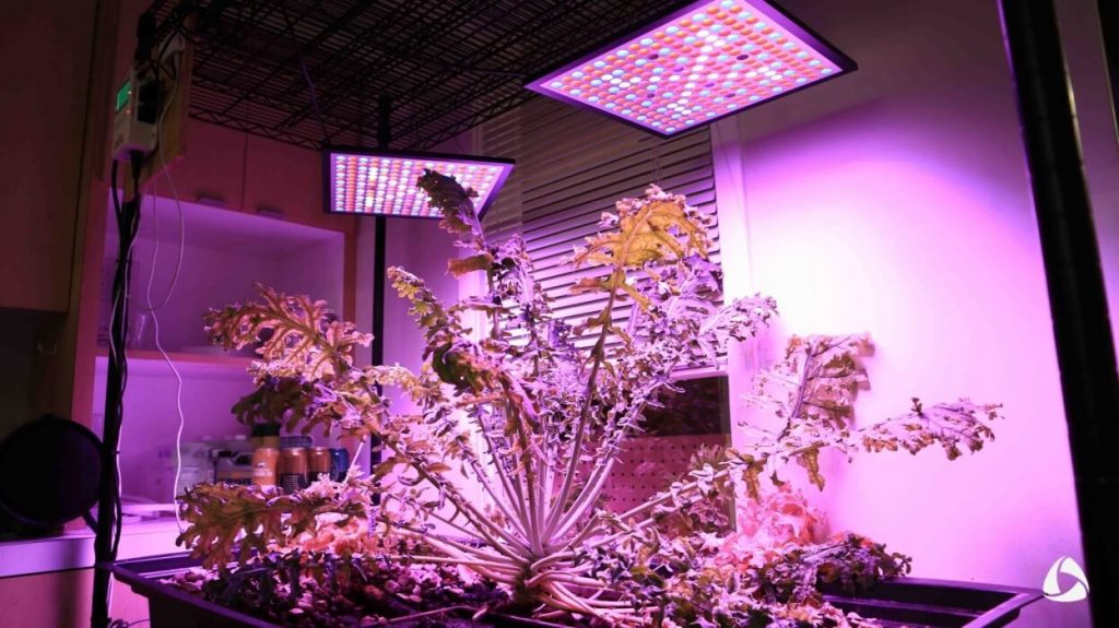 iFarm