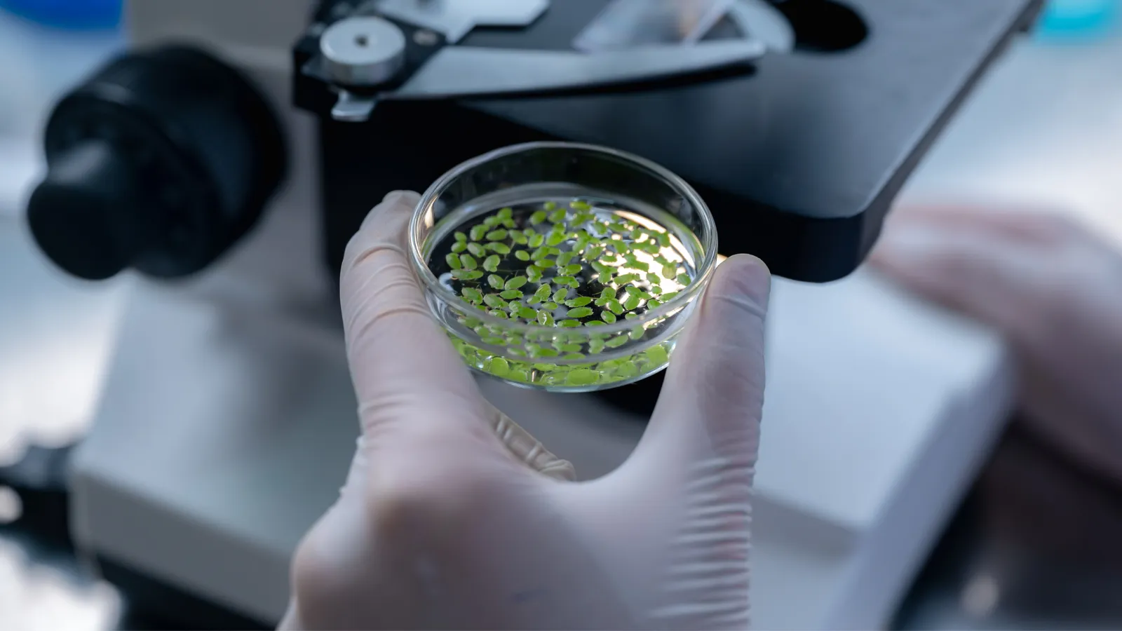 Sampling boat, dye is added to plume for monitoring